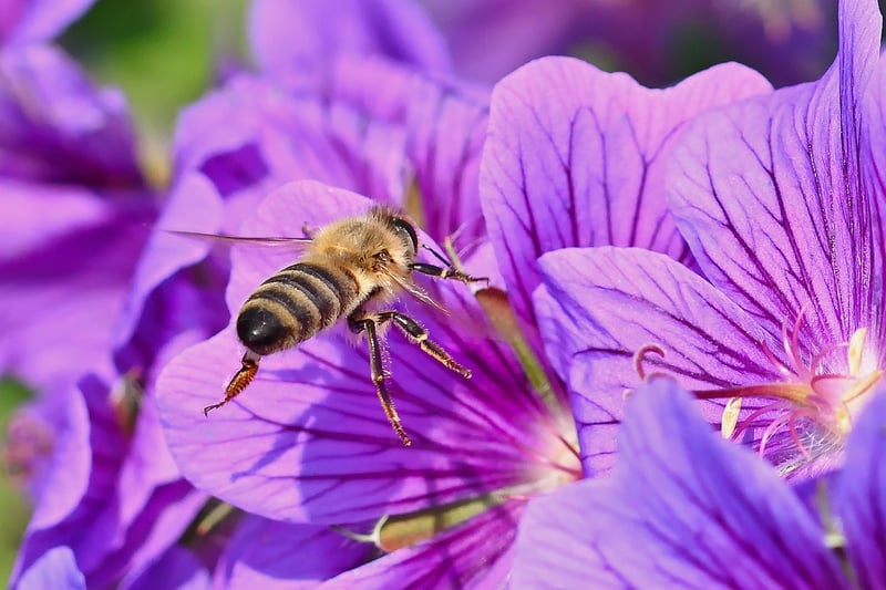 Fairy Nectar