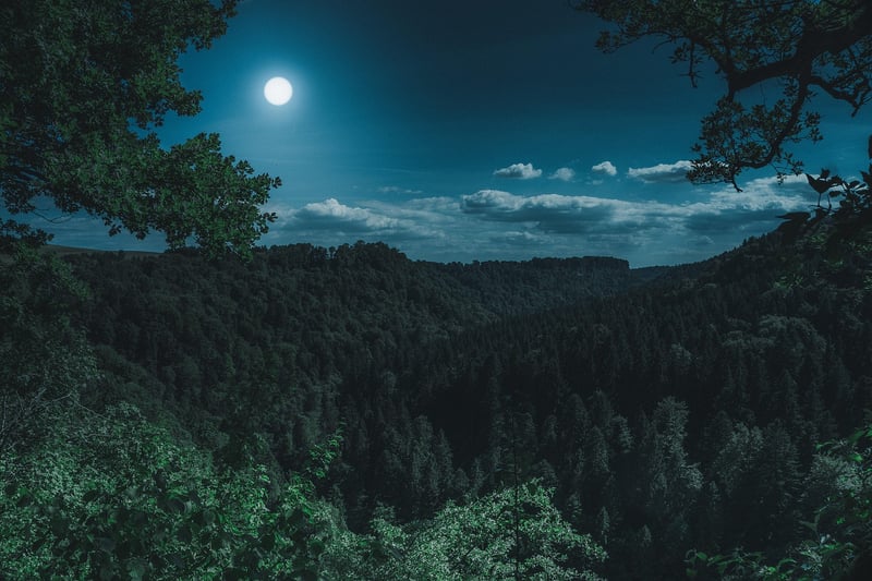 Forest Fantasy